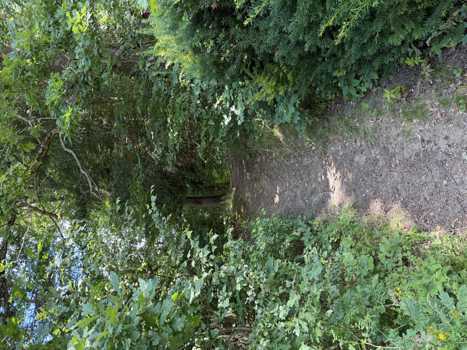 Kleiner Wanderweg in den Wald